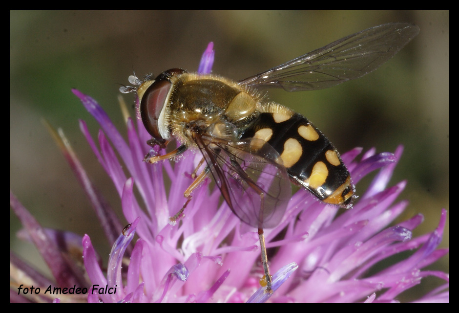 Altro Syrphidae della Sila (CS).